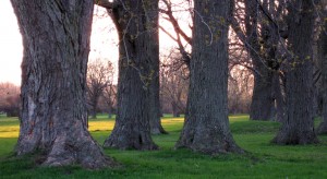 Ancient Trees Early Spriing Evening - May 10 2014 Reduced