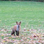 fox1.Jo_Ann_Goldwater