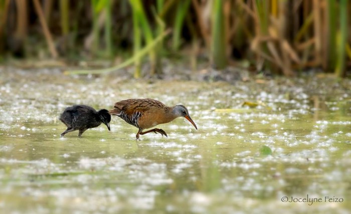 Least Bittern at Green Heron Pond, Technoparc